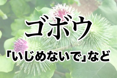 ゴボウ いじめないで ツッコミどころ満載な花言葉ランキング 16年9月12日 エキサイトニュース