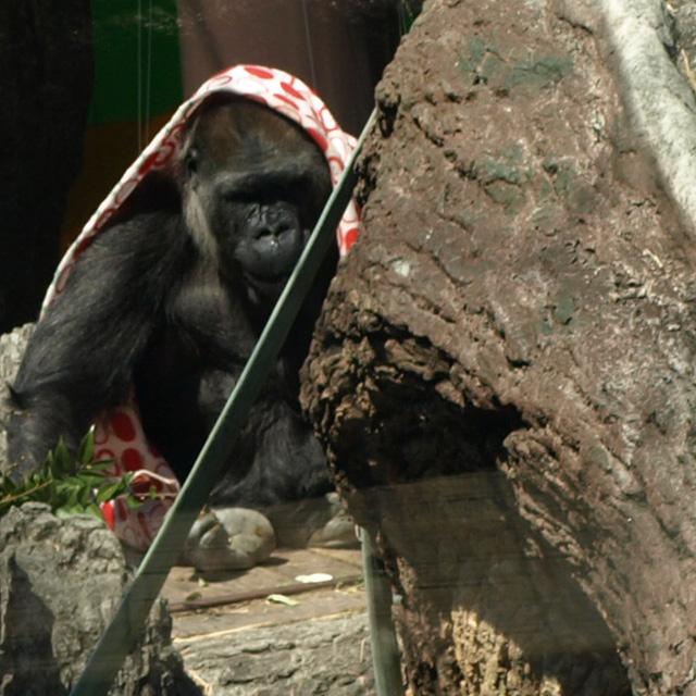 おさるのアイアイは国内でここだけ 上野動物園のgwチェックポイント 16年4月26日 エキサイトニュース