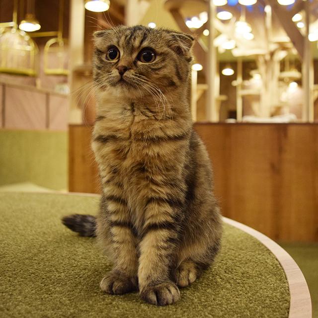 オシャレすぎる猫カフェ Mocha モカ の大阪初店舗で猫ちゃんに癒されてきた 17年2月1日 エキサイトニュース