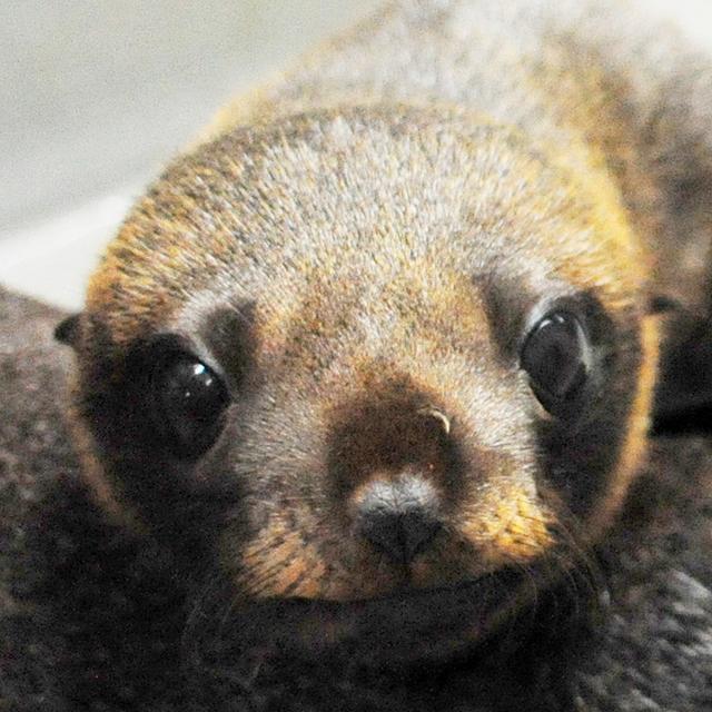 よちよち歩きが激カワ 京都水族館で生まれたオットセイの赤ちゃん一般公開中 16年9月17日 エキサイトニュース