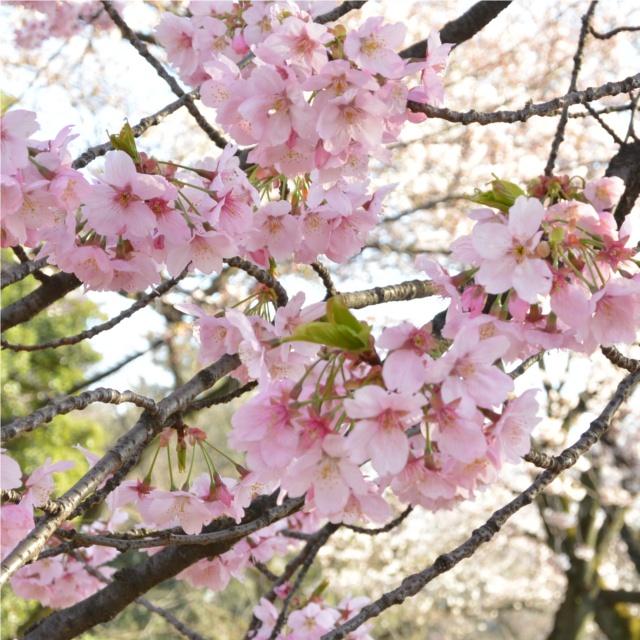 花見の季節には 濃いピンクの陽光桜を愛でよう 16年3月26日 エキサイトニュース