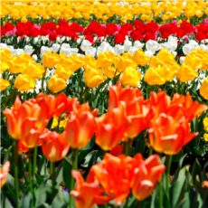 春 お花を部屋に飾りたい 切花を長持ちさせるコツは 15年3月21日 エキサイトニュース