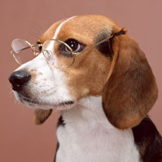 犬や猫にも 霊感 はある 10年9月17日 エキサイトニュース