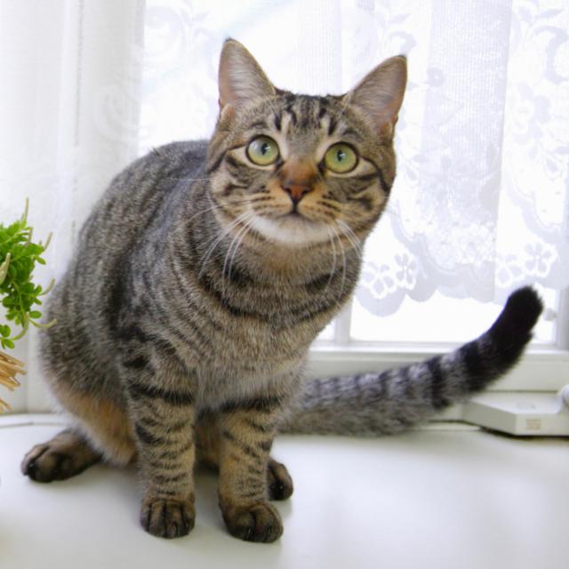 なぜ日本では尻尾が短い猫が多いのか 獣医師に聞いてみた 15年6月30日 エキサイトニュース