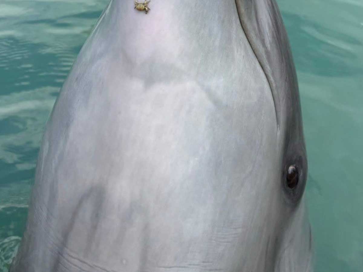 無修正ドルフィンライブ奥様 