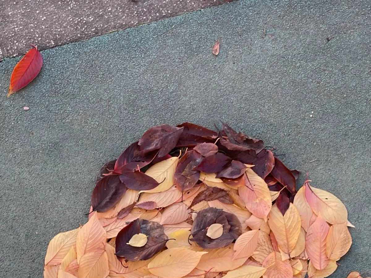 画像が削除されました