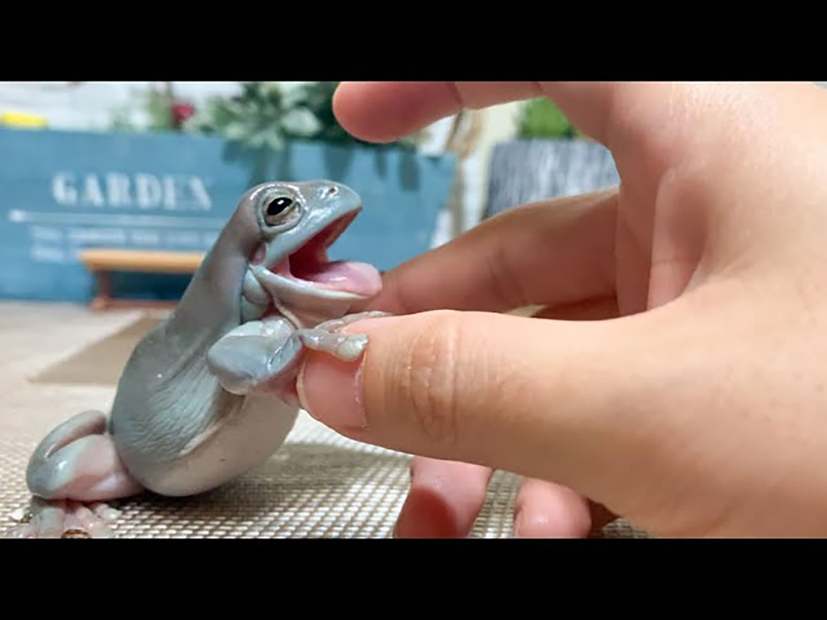こんなにかわいいカエルをみたことがない 大反響のカエルの動画 21年8月25日 エキサイトニュース