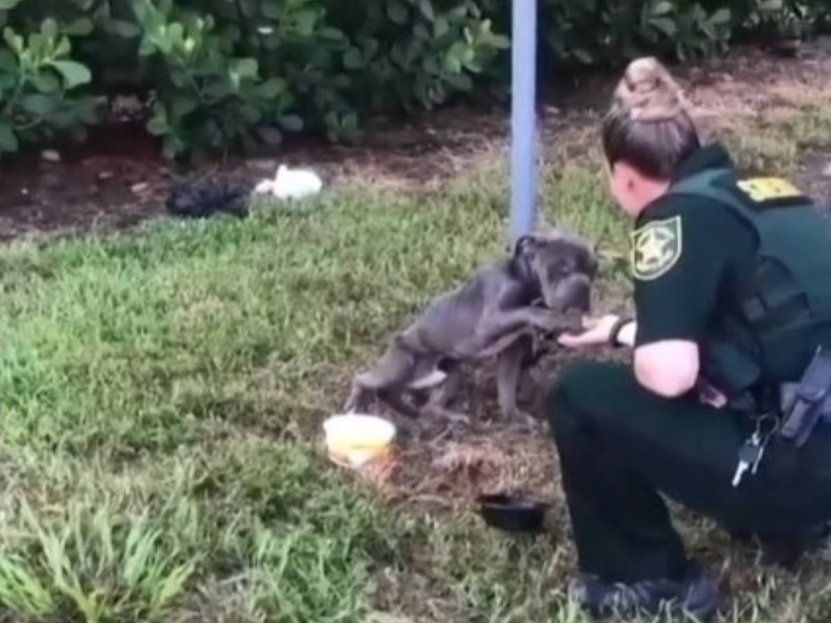 お願い 助けて 柱につながれていた瀕死の犬に警察官が近付くと 21年8月25日 エキサイトニュース