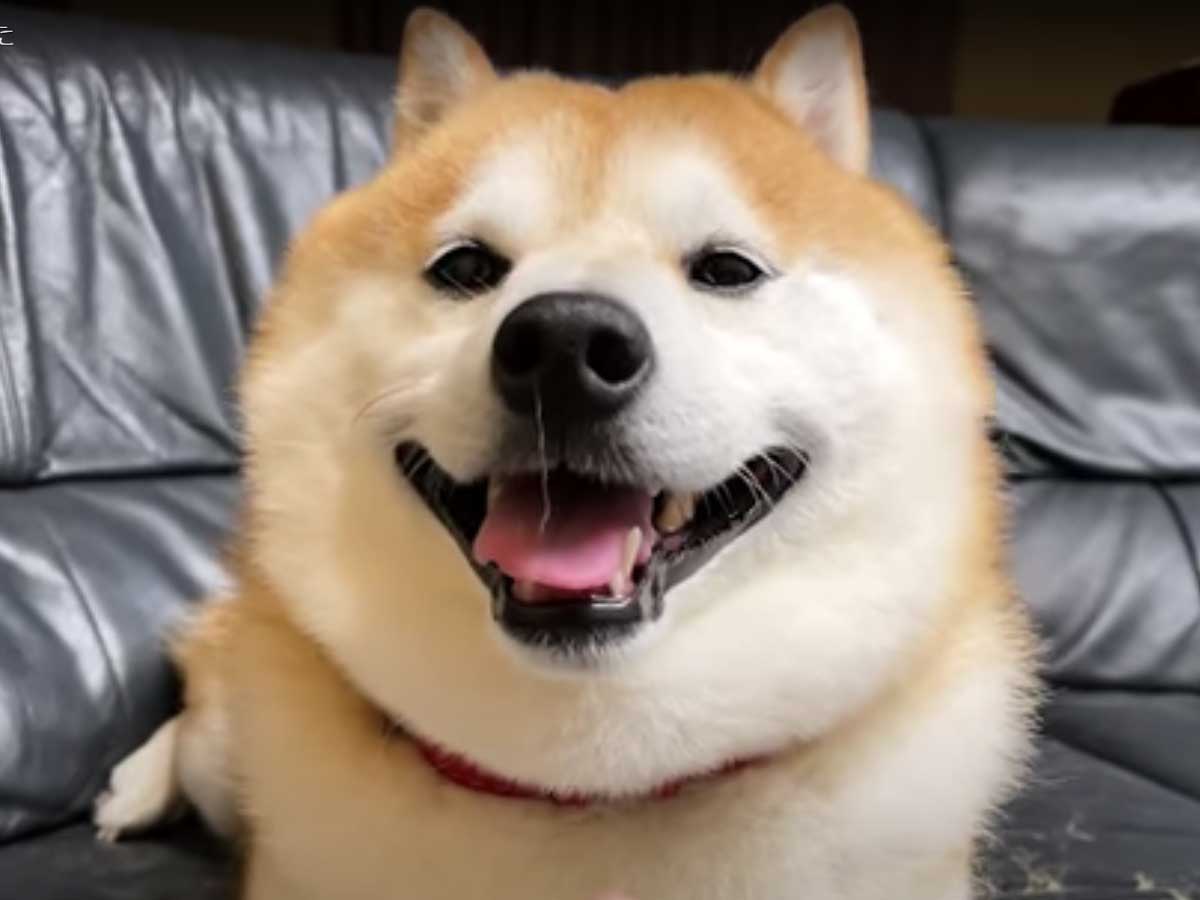 開始１秒で吹き出した 伏せをする柴犬 鼻をよくみると 21年8月30日 エキサイトニュース