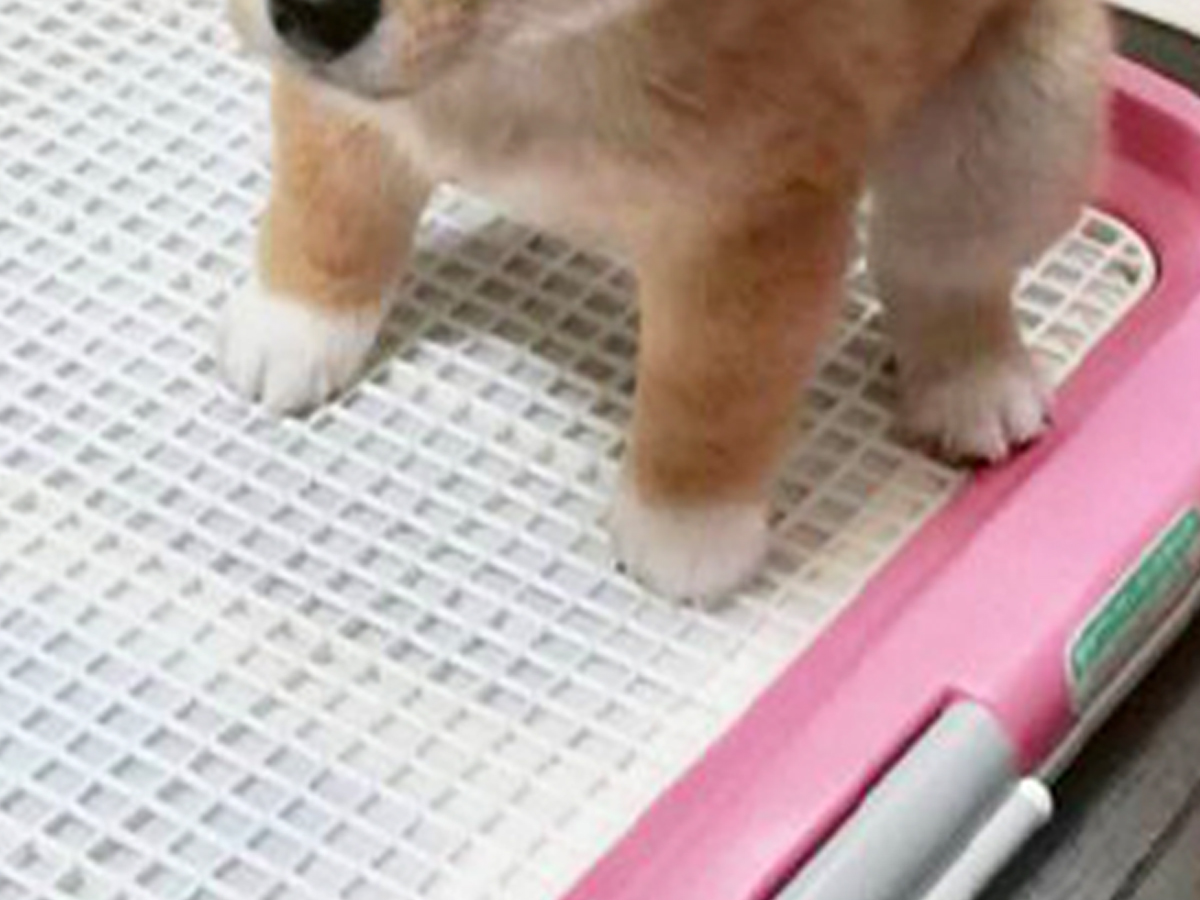 トイレで踏ん張る豆柴の姿が かわいすぎて破壊力やばい もはやぬいぐるみ 21年9月3日 エキサイトニュース