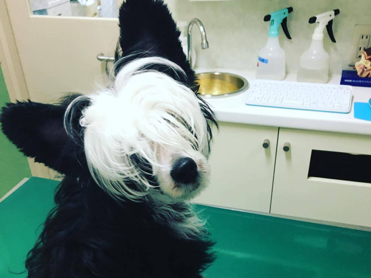 この犬 絶対に手術が上手い 獣医が驚いた姿に 笑った かっこよすぎる 21年9月15日 エキサイトニュース