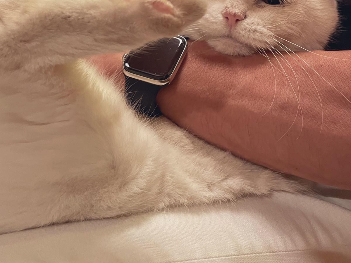 おじいちゃん猫の表情に 声出して笑った と反響 爪を切ろうとしたら 21年9月22日 エキサイトニュース