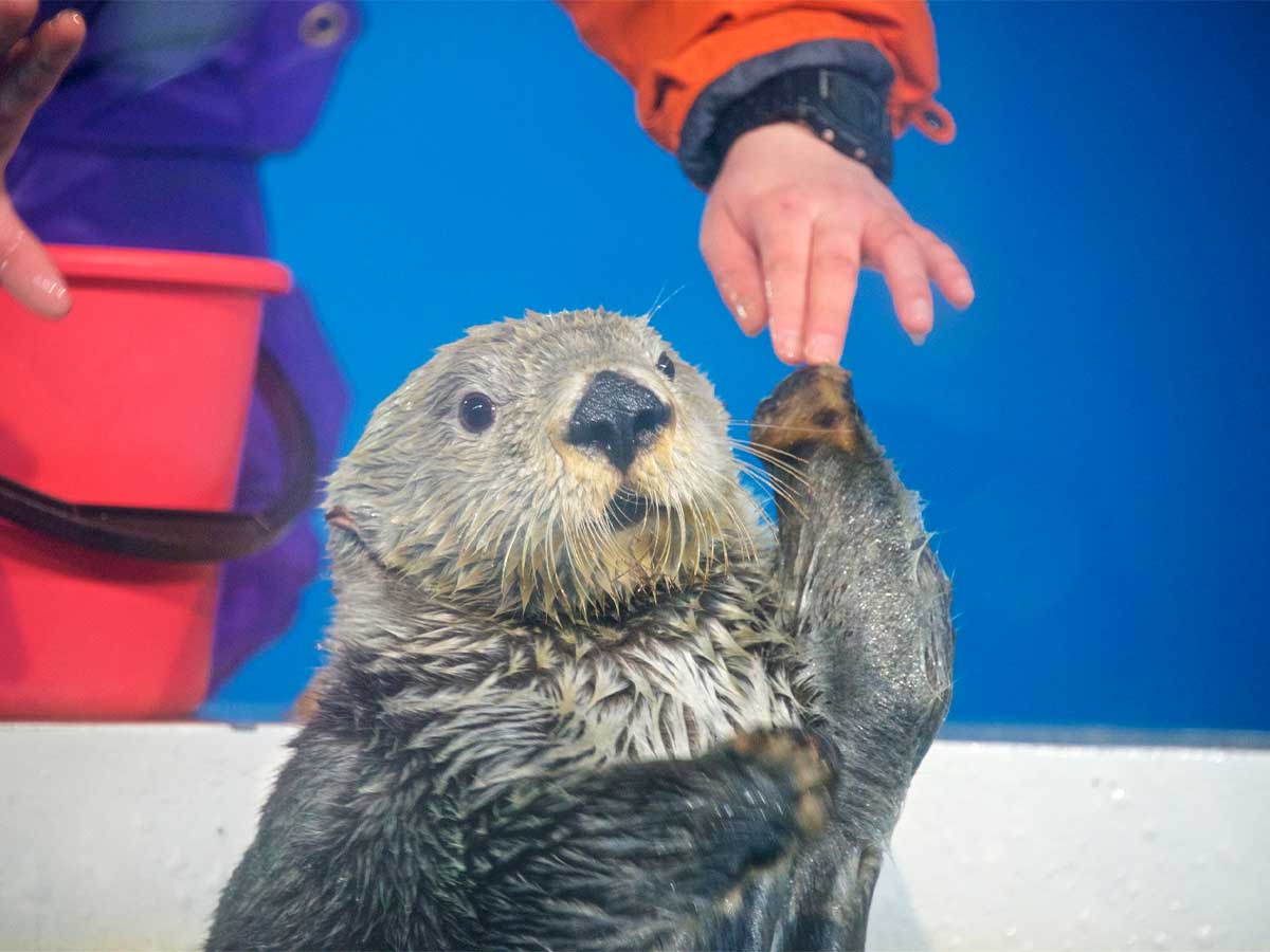 息のあったコンビ ラッコが飼育員に あるもの を渡してきて 21年11月15日 エキサイトニュース