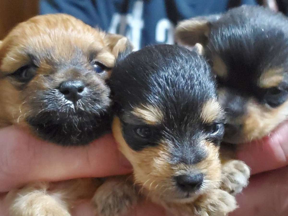 本当に兄弟 同じ母犬から生まれた３匹の子犬 ８か月後の姿にびっくり 21年12月日 エキサイトニュース