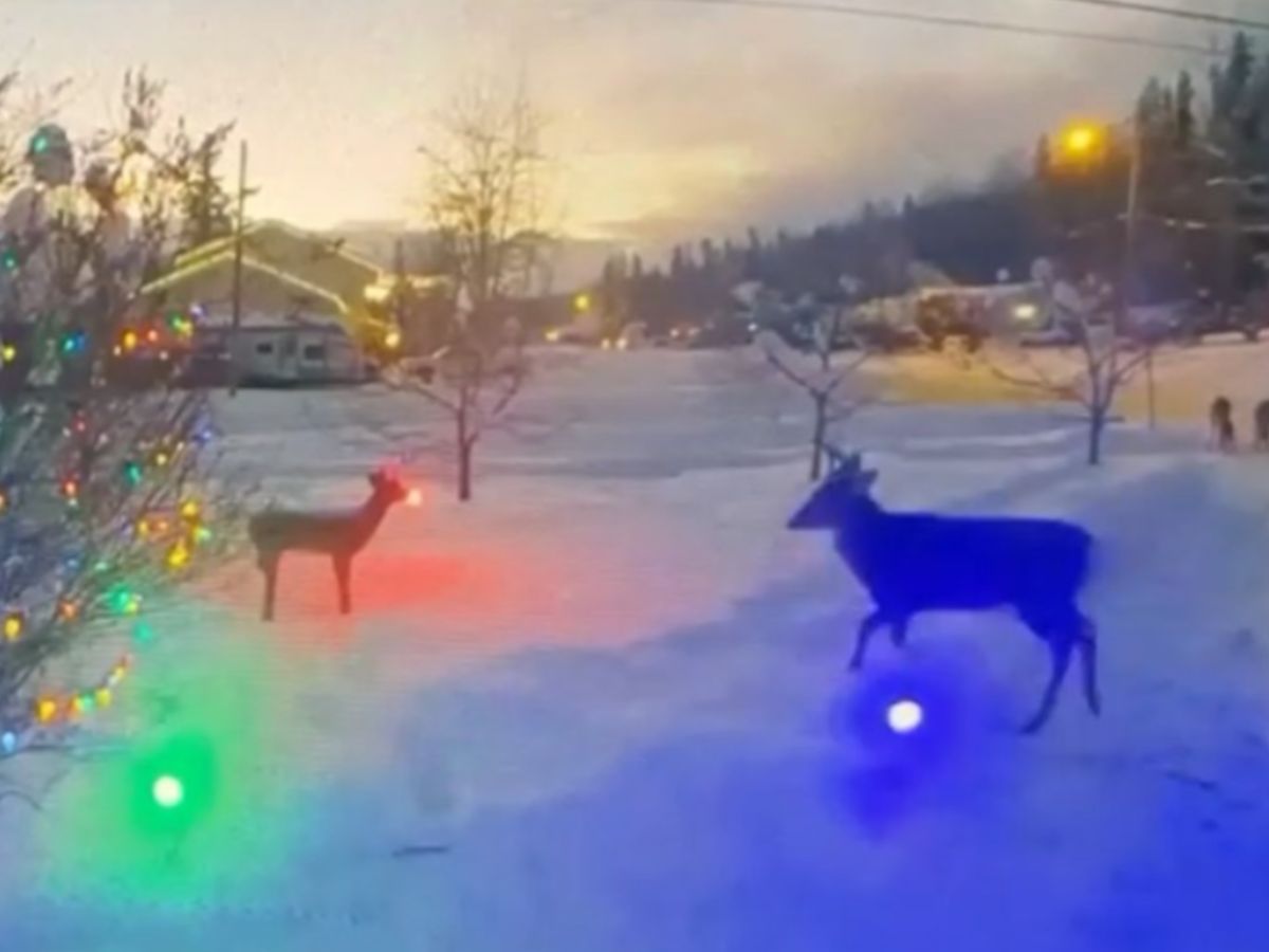 トナカイの人形を見つめる野生のシカ 次の瞬間 かわいそうだけど爆笑 21年12月29日 エキサイトニュース