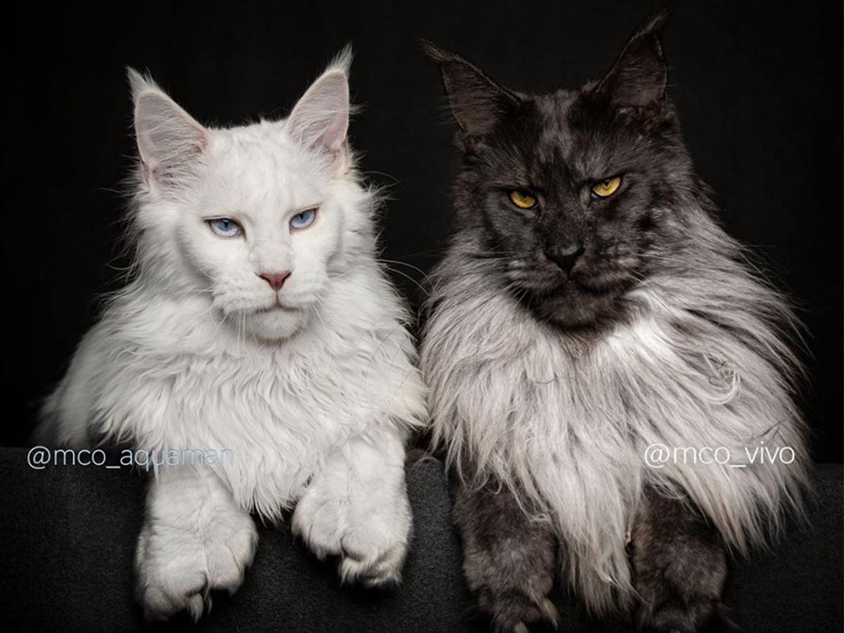 ハンサムすぎる２匹の猫 王様のような風格のある 黒猫 と 王子様のような麗しい 白猫 の美しさにため息 年2月25日 エキサイトニュース