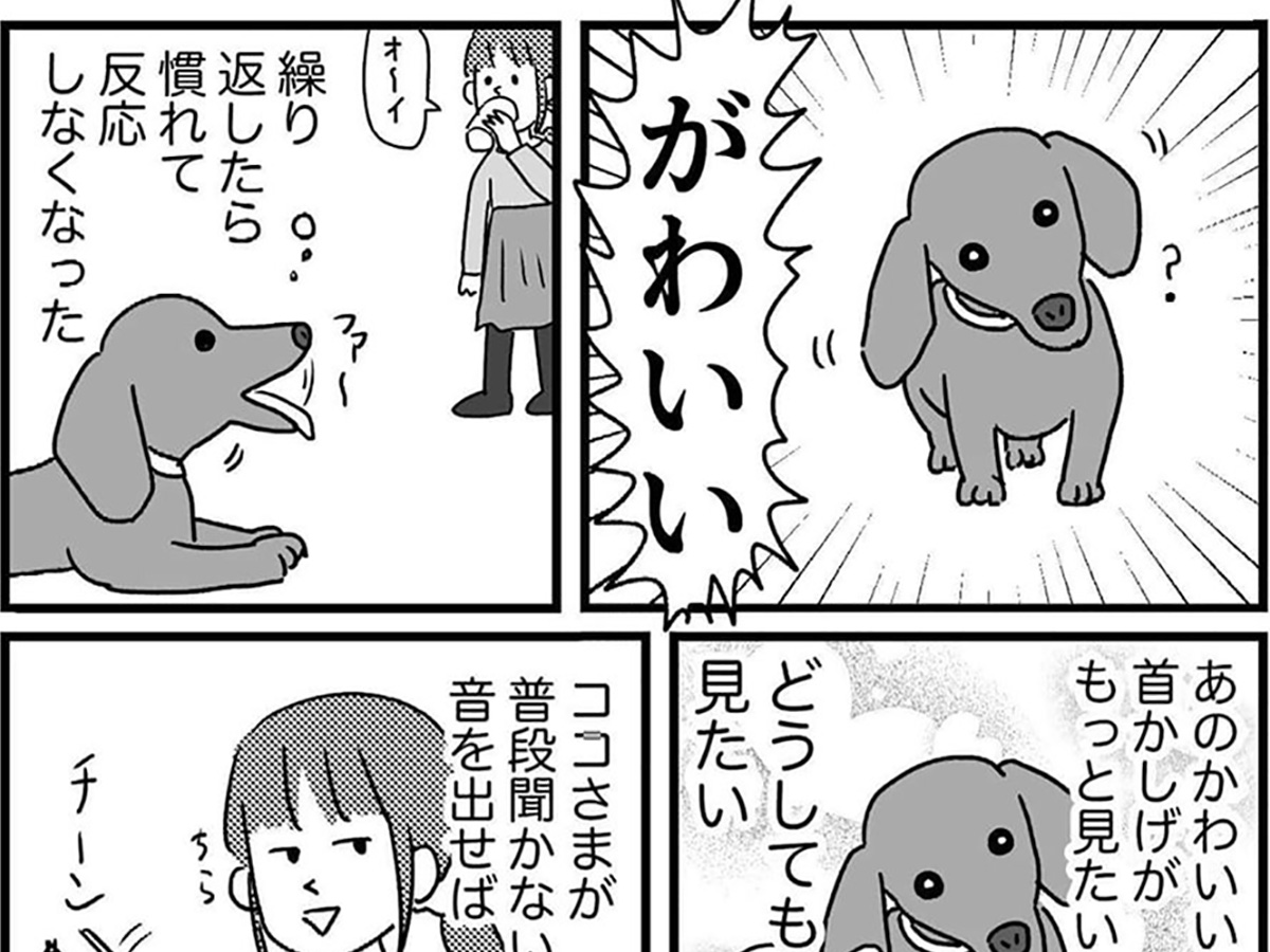 愛犬の レア仕草 にメロメロな女性は も もう一度見せて 年4月2日 エキサイトニュース