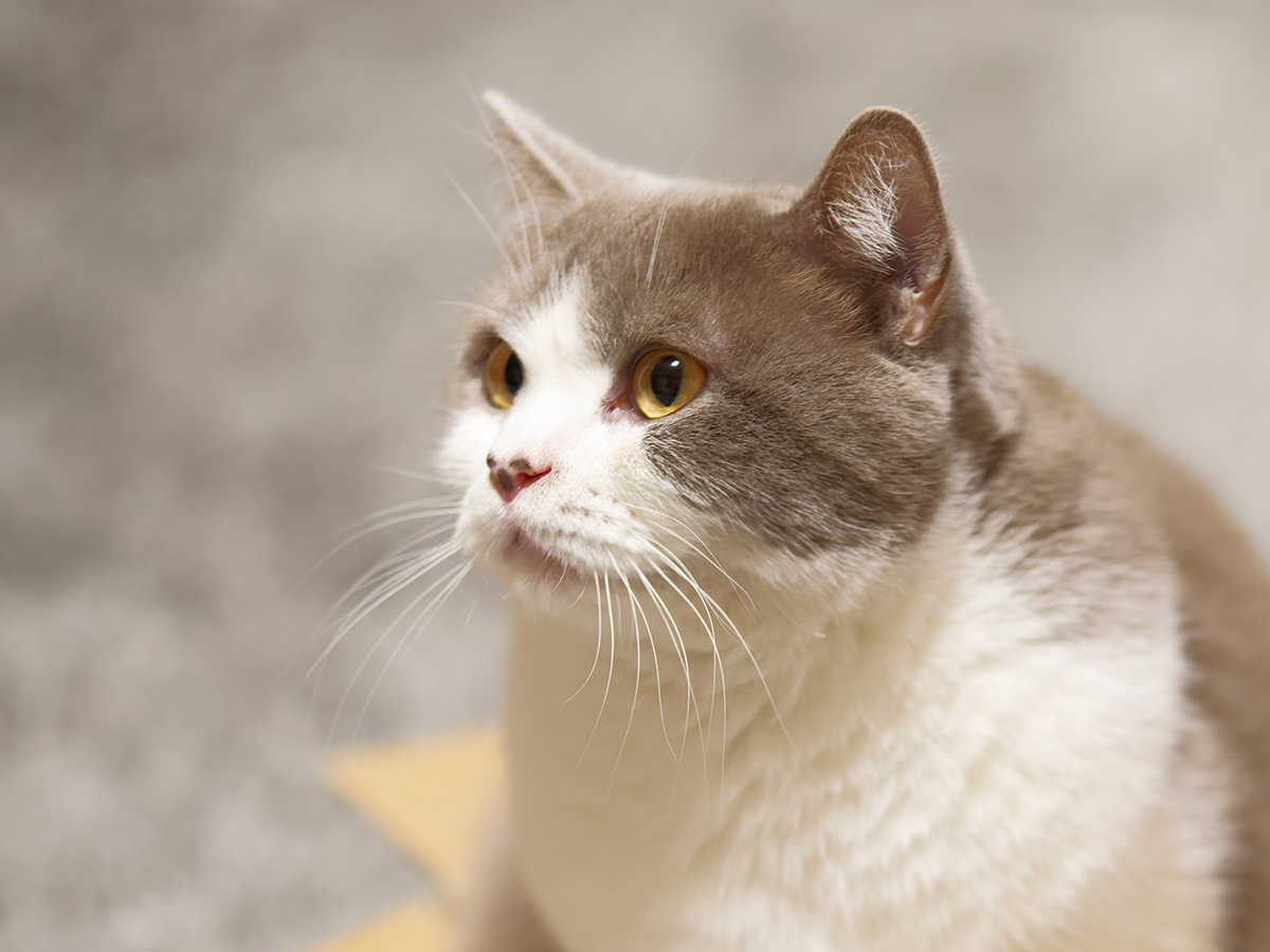 猫の かまって攻撃 を無視し続けた結果 犬派なのに 何度も見ちゃう 年6月18日 エキサイトニュース