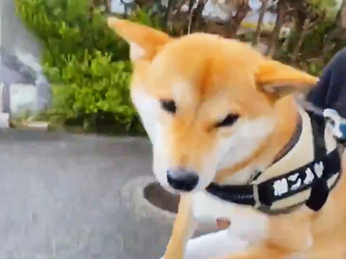 柴犬の散歩中に夕立が来てしまい その後の展開に 笑った 立場が逆 年6月29日 エキサイトニュース