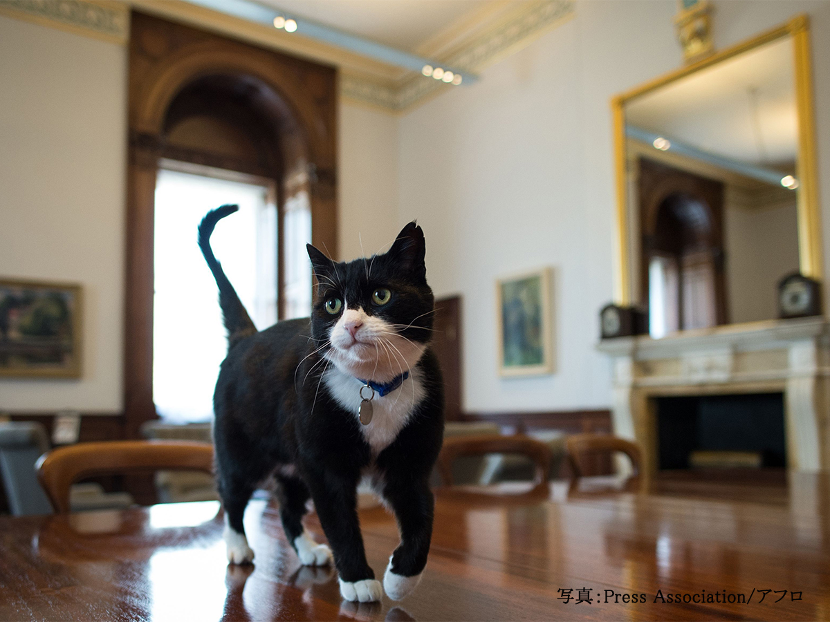 イギリス外務職員の猫が辞表提出 田舎で余生を過ごしたい 年8月11日 エキサイトニュース