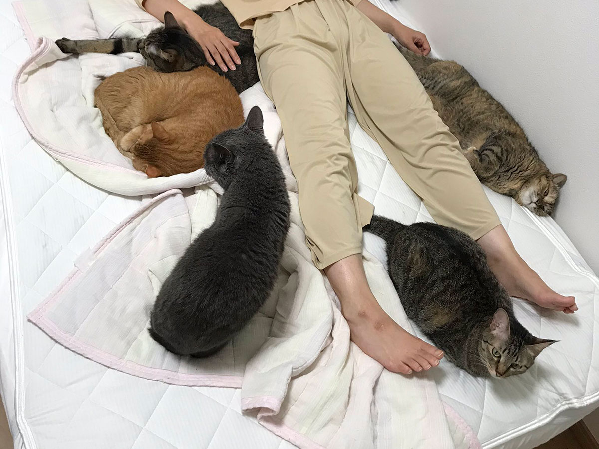 猫と寝るためセミダブルベッドを買った結果 見事な三段オチに腹筋崩壊 年10月17日 エキサイトニュース