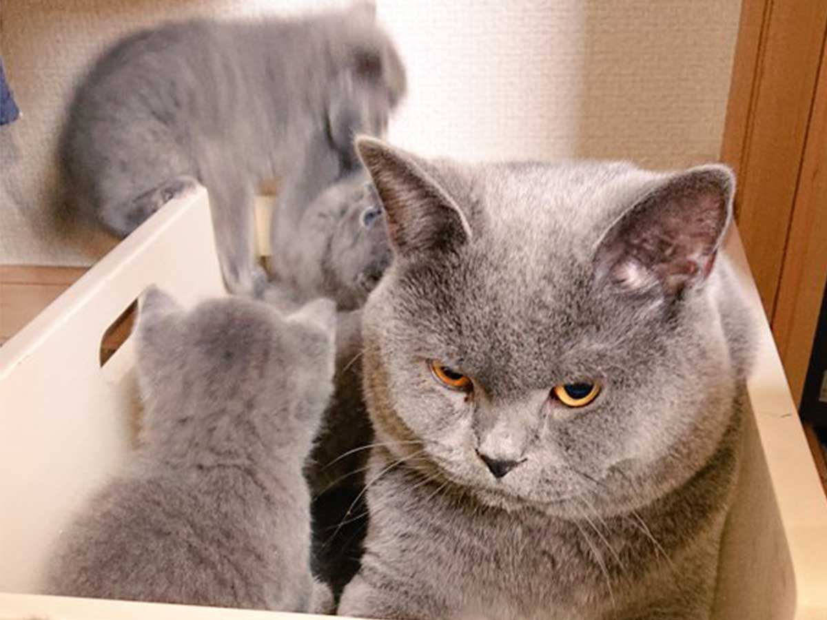 ヤンチャな子猫の面倒を見るパパ 本音がダダ漏れな１枚 をご覧ください 年10月18日 エキサイトニュース