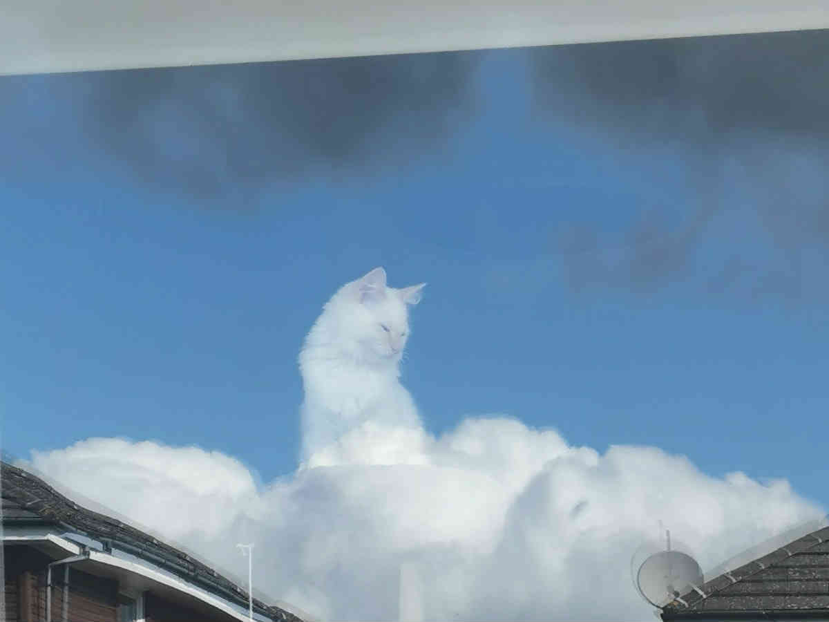うちの猫が神様になった 雲の上に座る猫の写真を１４２万人が絶賛 年10月19日 エキサイトニュース