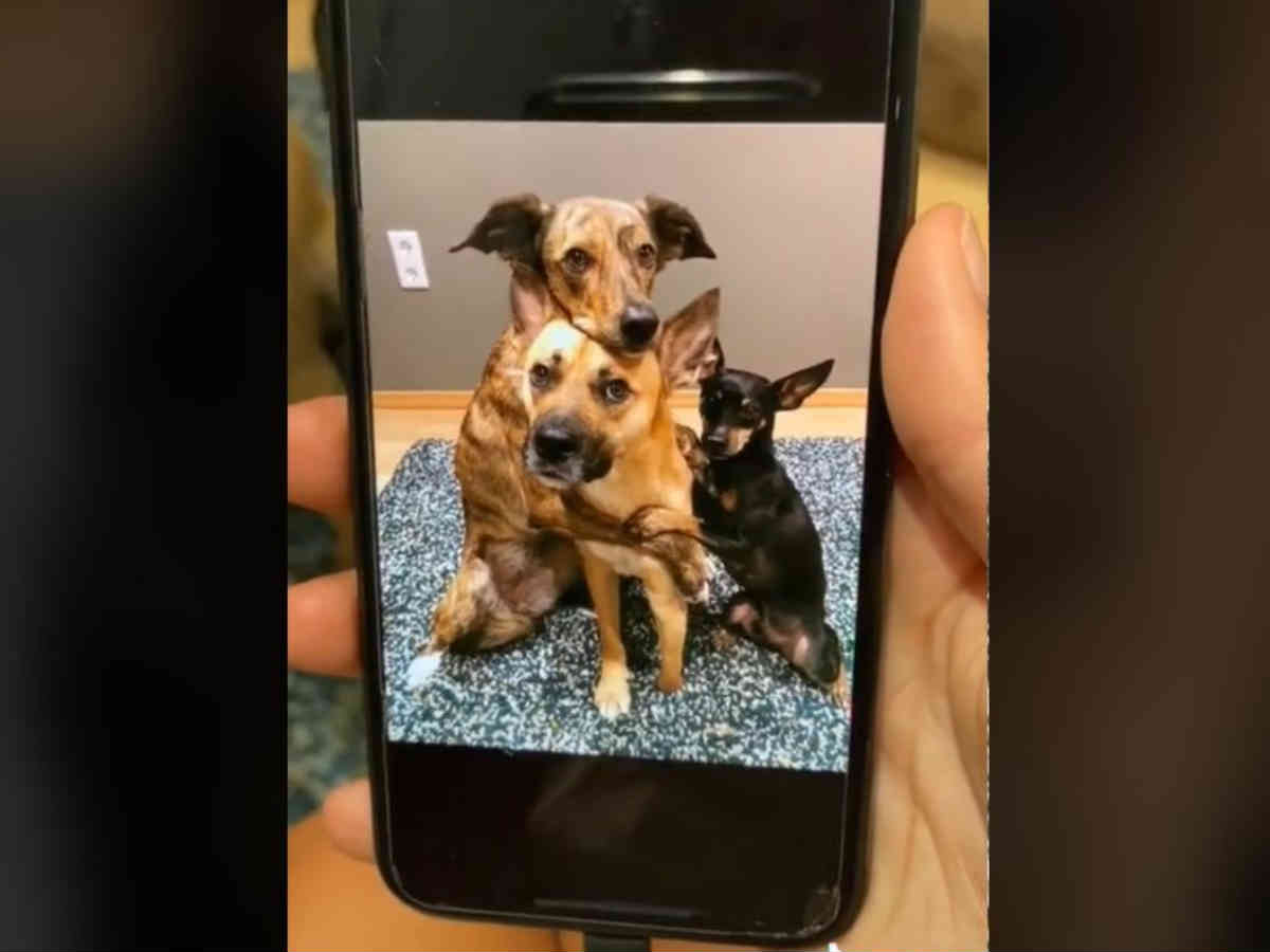 きみたち 天才 前に撮ったかわいいポーズの写真を３匹の犬に見せると 年10月21日 エキサイトニュース