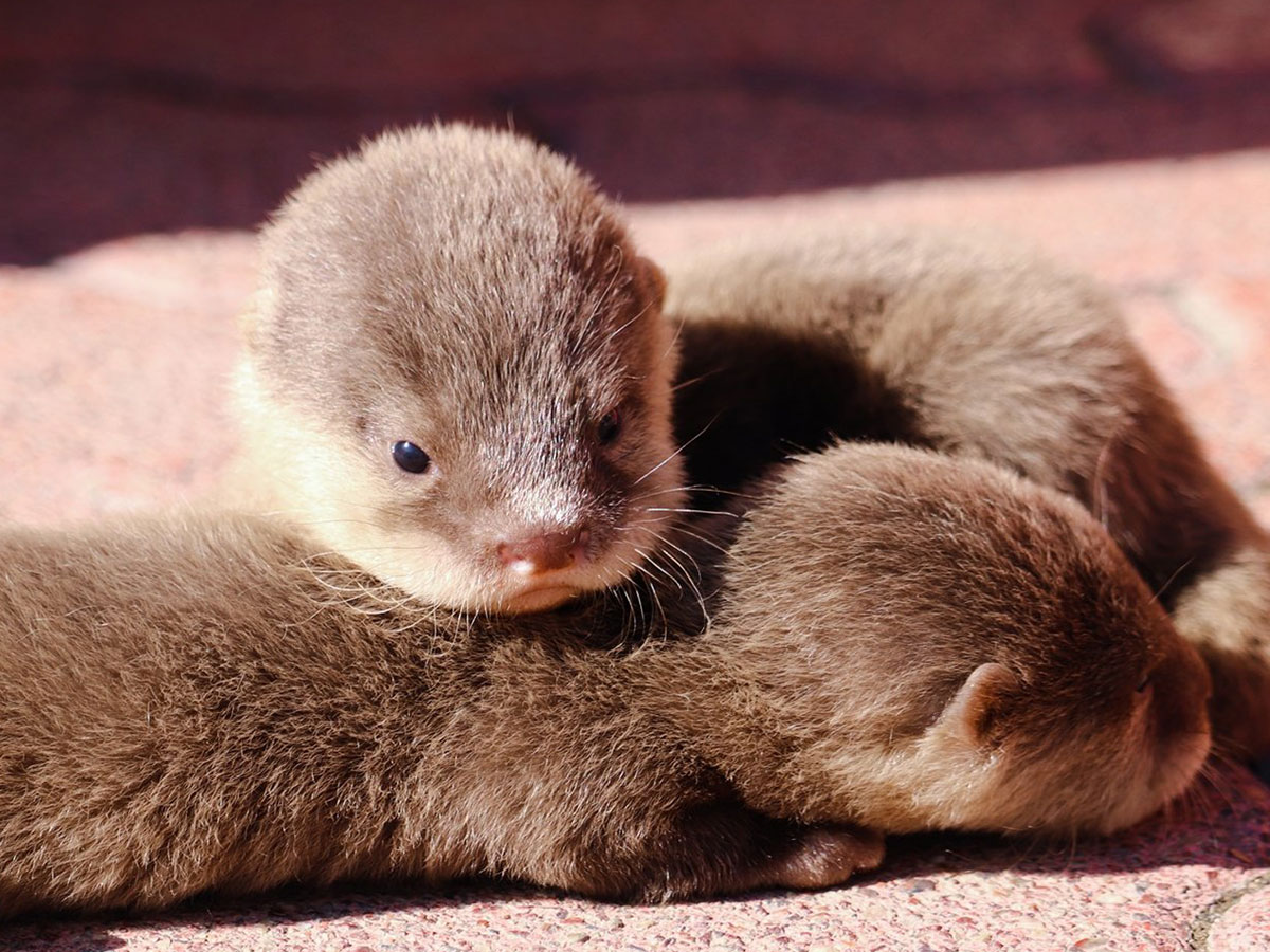 カワウソの赤ちゃんを写した４枚に 悶絶する人続出 コレはヤバい なんて癒し 年11月13日 エキサイトニュース