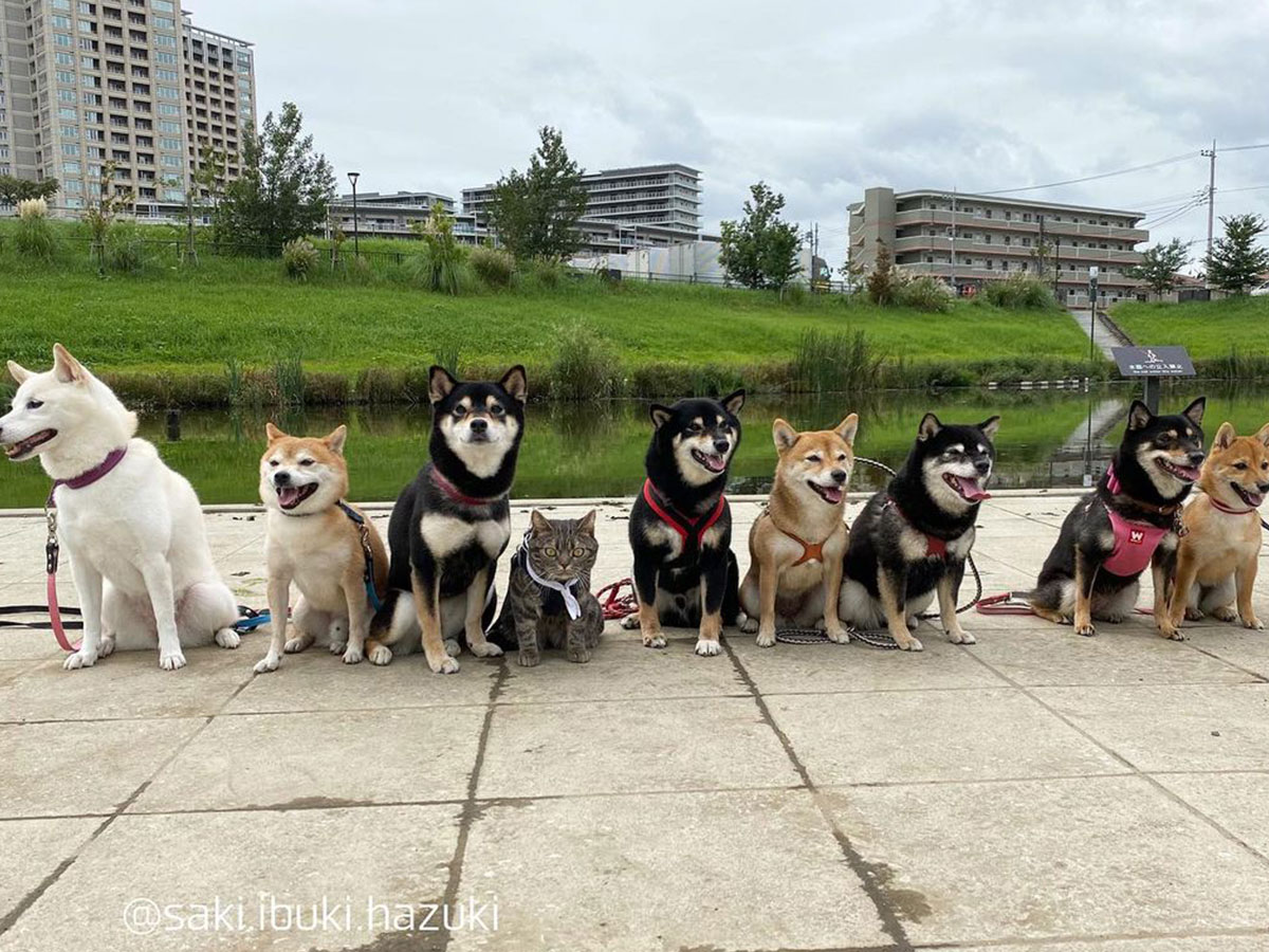 あなたはこの違和感に気付けるか 柴犬の集合写真に混ざっていたのは 年11月17日 エキサイトニュース