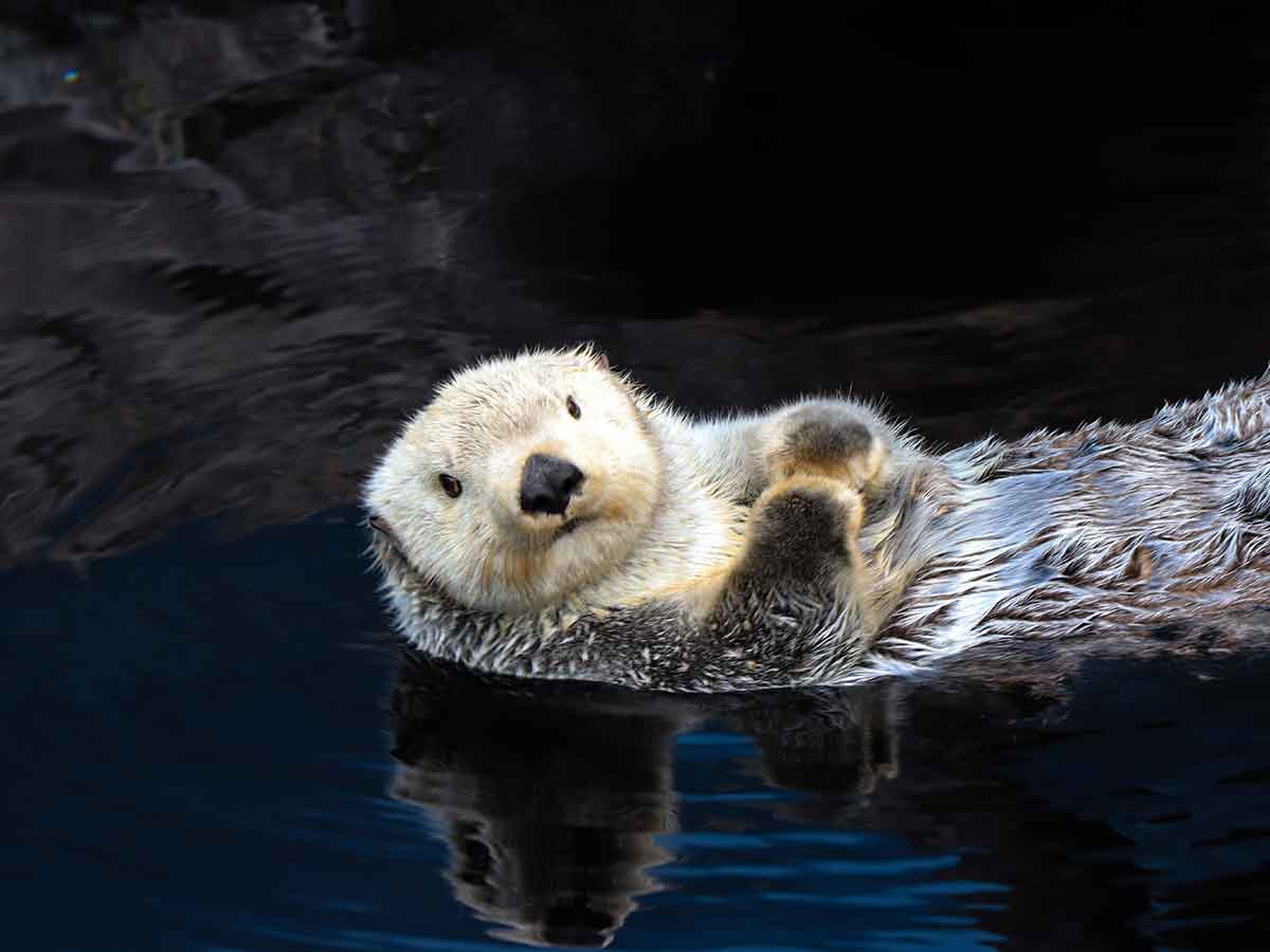 え ラッコってこんなことできるの ある水族館の放水訓練の様子が話題に 年12月14日 エキサイトニュース