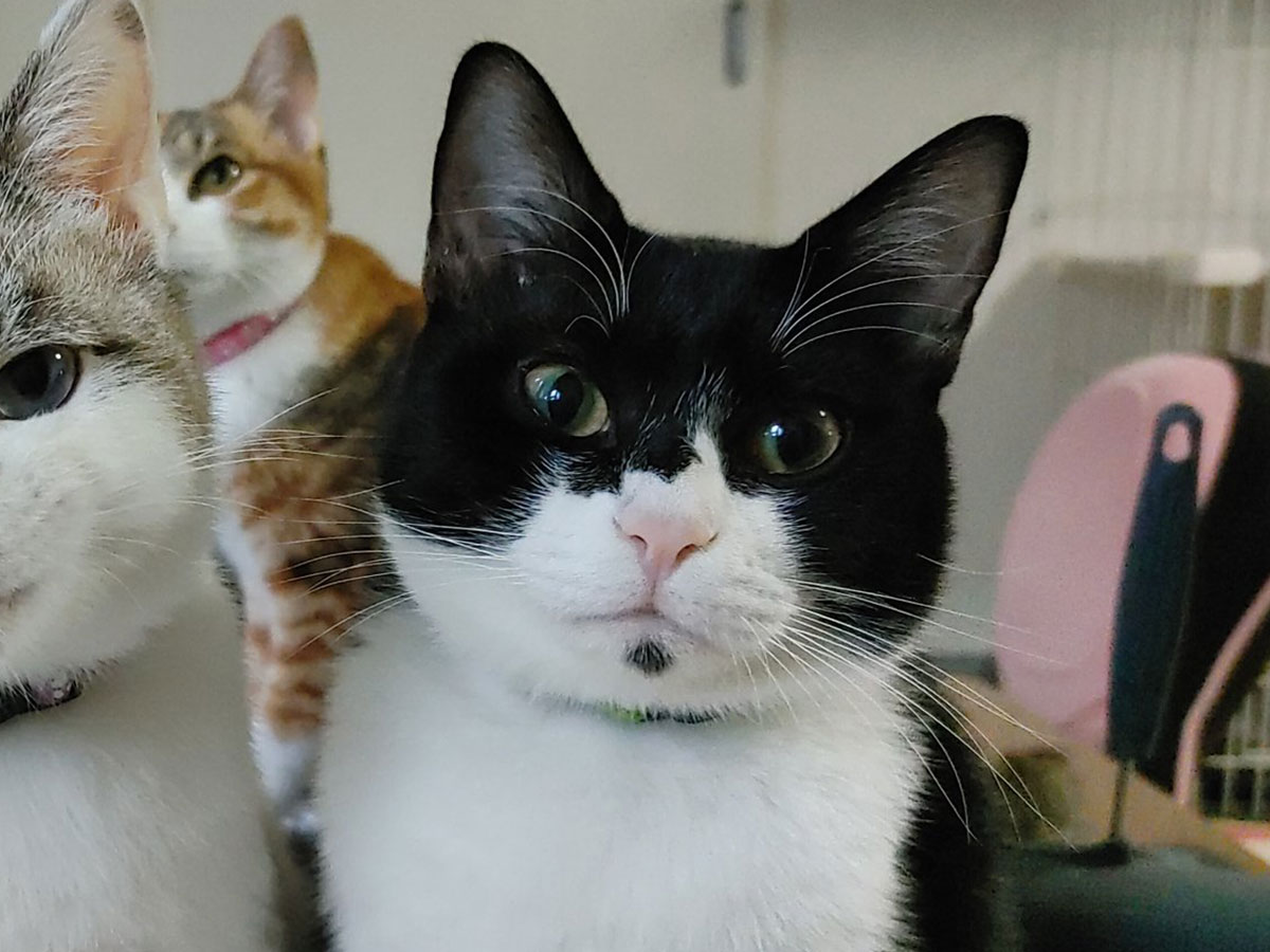 並んで座る猫を飼い主が撮影すると 予想外の表情に キュンとする 年12月17日 エキサイトニュース