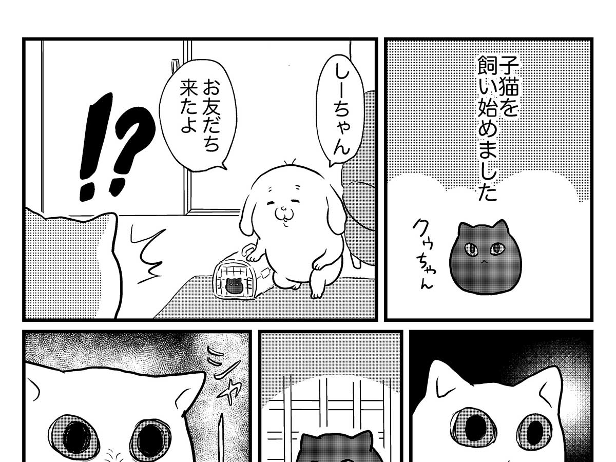 突然やってきた 子猫 を 威嚇する先住猫 数日後 年12月19日 エキサイトニュース