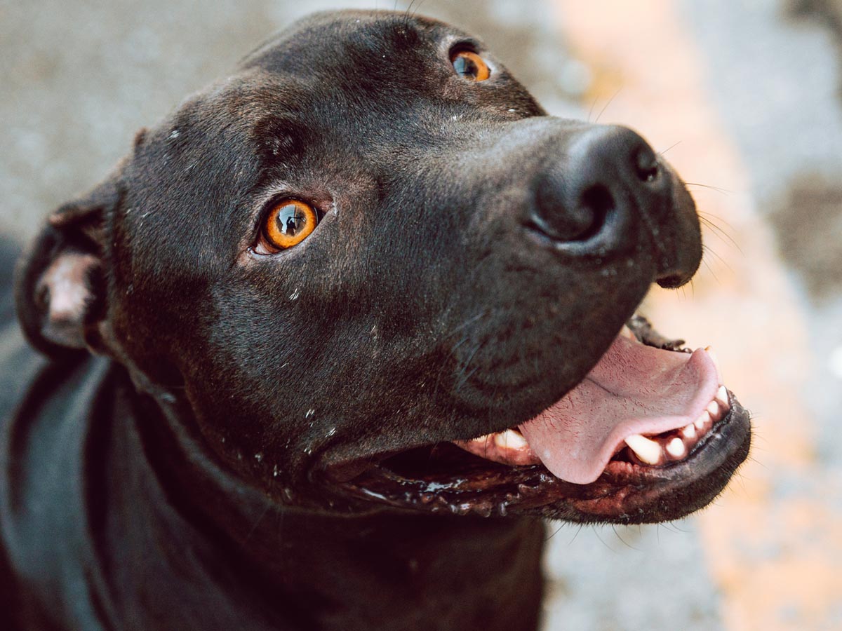 クリスマスの奇跡 １年近くも行方不明だった犬が見つかった場所は 年12月21日 エキサイトニュース