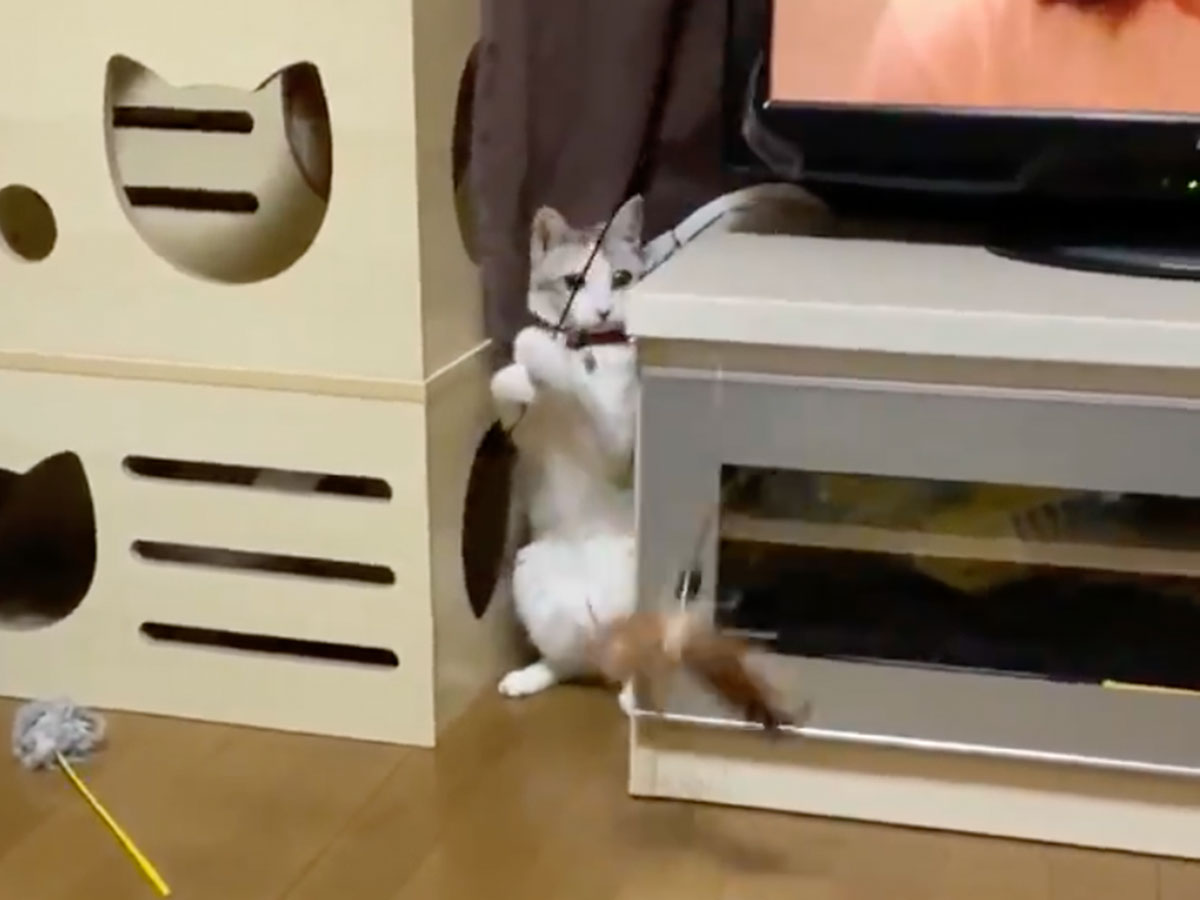 びっくりした 人間みたい 猫が両手で操ったものに １１万人が驚愕 21年1月21日 エキサイトニュース