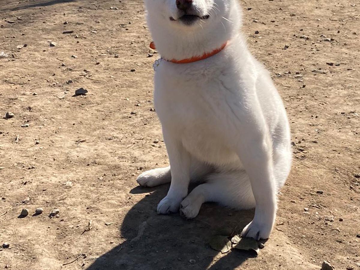 柴犬の ドヤ顔 ２０万人が吹いた ２枚の写真がこちら 21年2月8日 エキサイトニュース