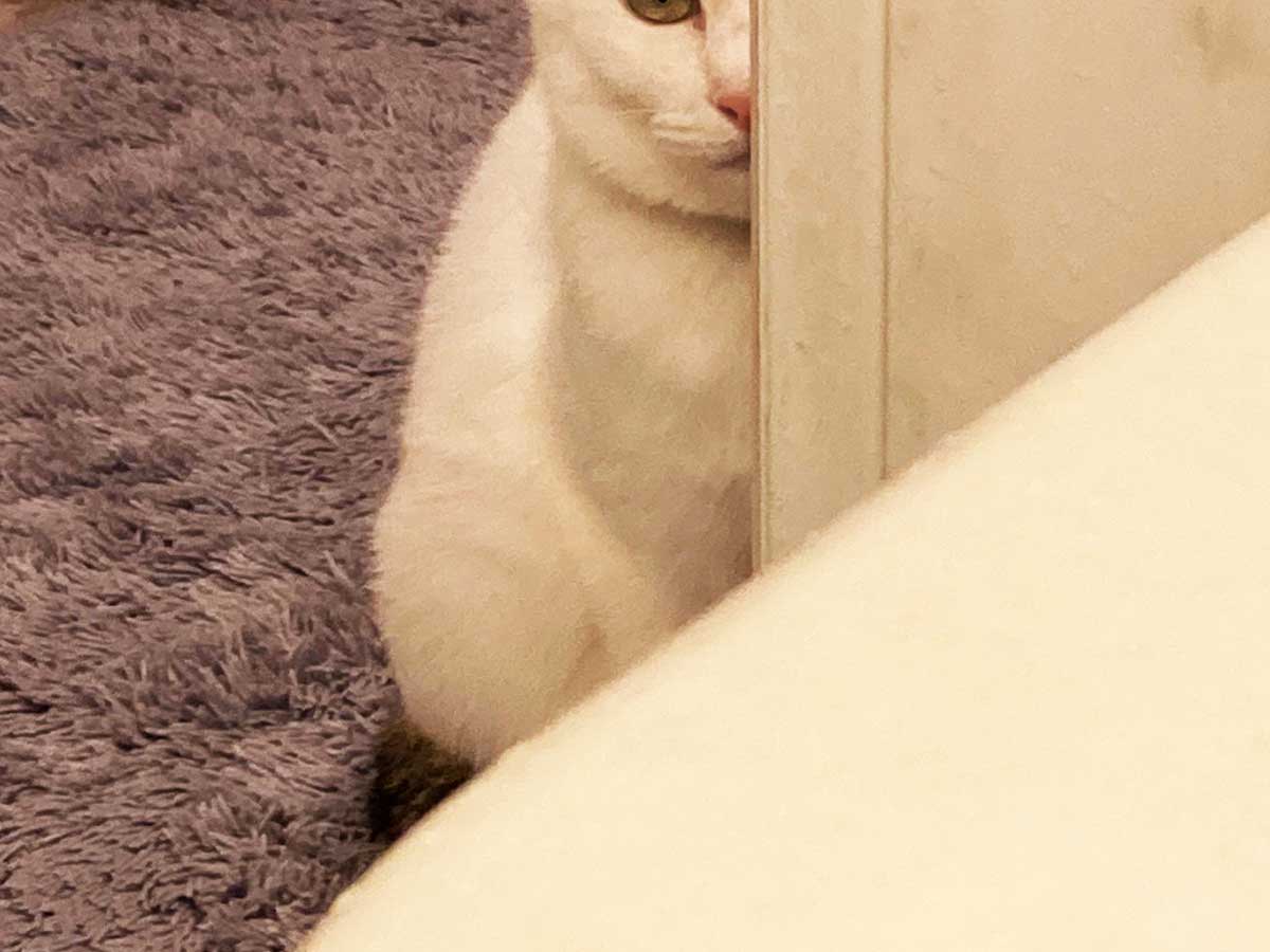 ２５万人がクスッ！ 地震直後の猫の『表情』がこちらです (2021年2月15日) - エキサイトニュース