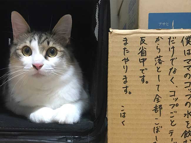 反省中の猫ちゃん 正直な気持ちがダダもれで吹き出す 21年2月18日 エキサイトニュース