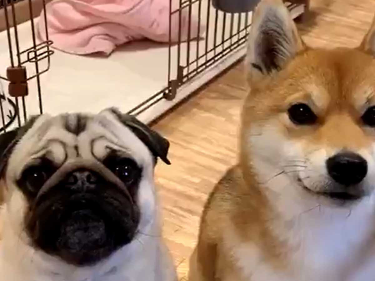 パグと柴犬が これは満点 と称賛された 芸 をご覧ください 21年2月19日 エキサイトニュース