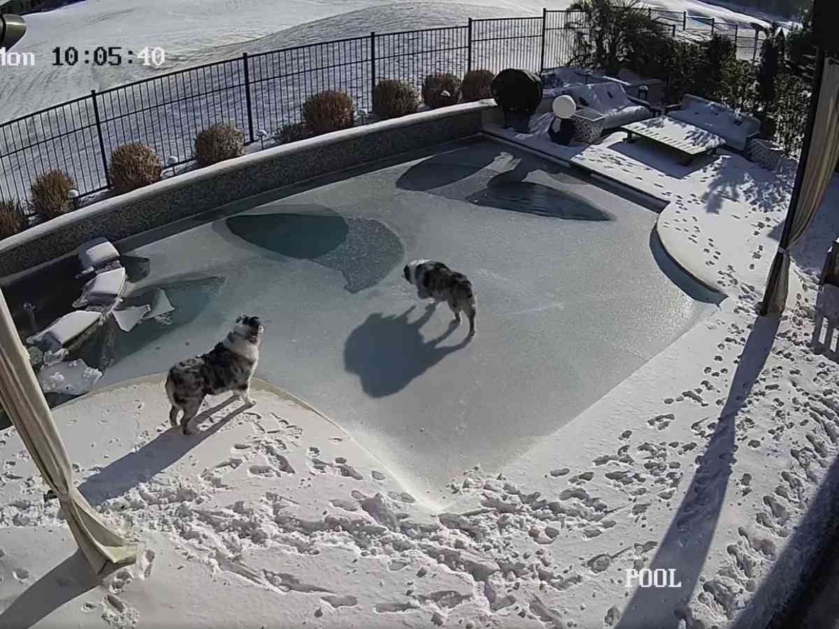 最も選択された スト5 起きない犬 素晴らしいサッカーの写真