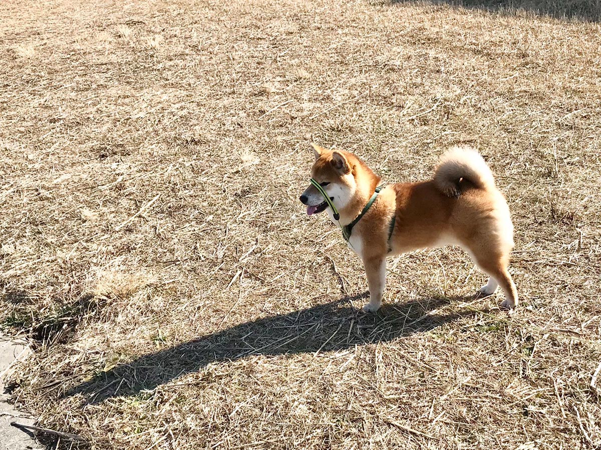 散歩中の柴犬 振り返った 表情 に吹き出す 21年2月23日 エキサイトニュース