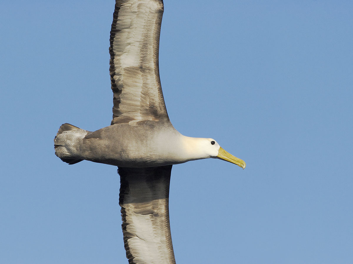 爆笑まで３ ２ １ 着陸失敗のアホウドリに コントかよ 21年3月10日 エキサイトニュース