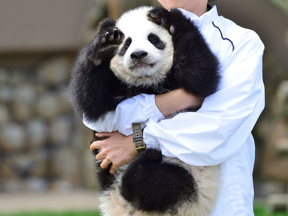 荒んだ心が癒される お披露目された赤ちゃんパンダに ため息が止まらない 21年3月12日 エキサイトニュース