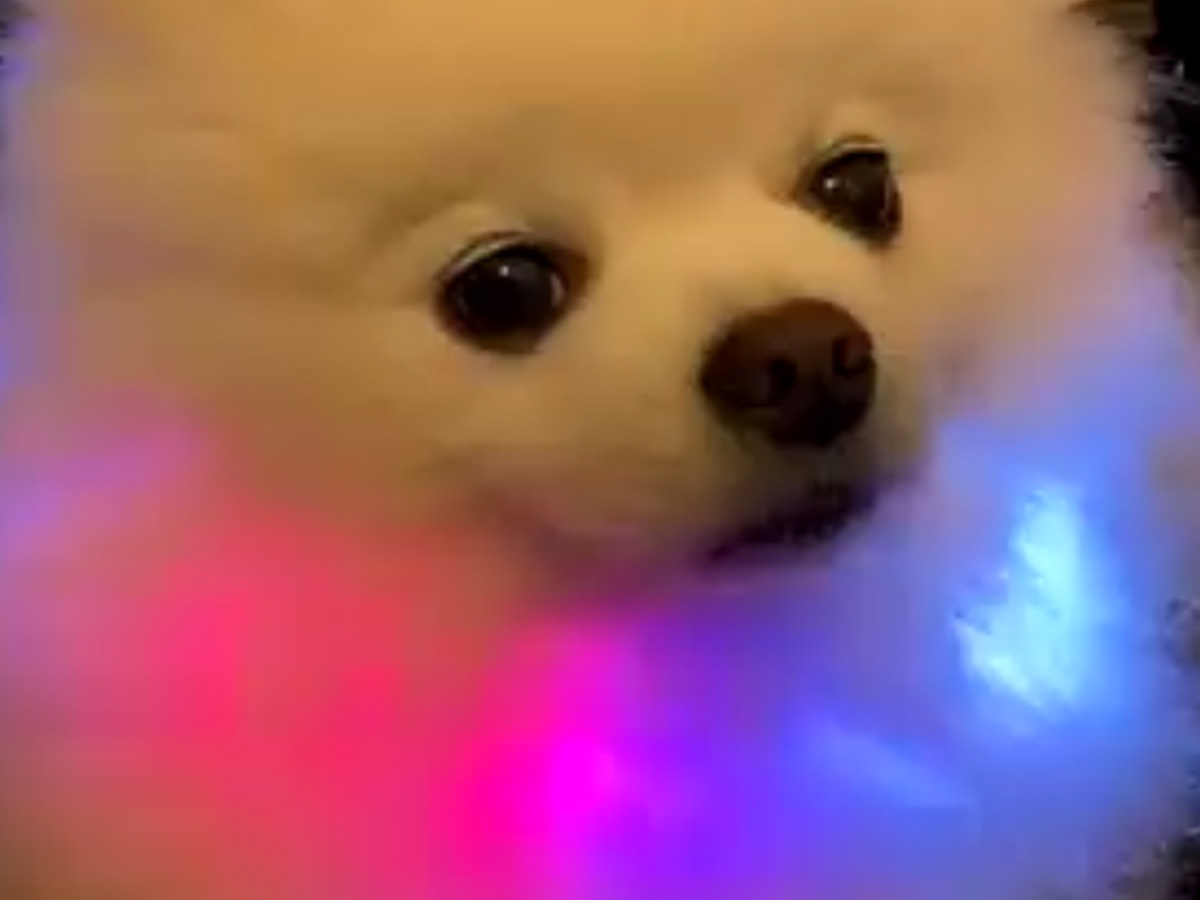 新しい首輪を試着した愛犬 すると ９秒の動画に８万超の いいね が寄せられる 21年3月21日 エキサイトニュース