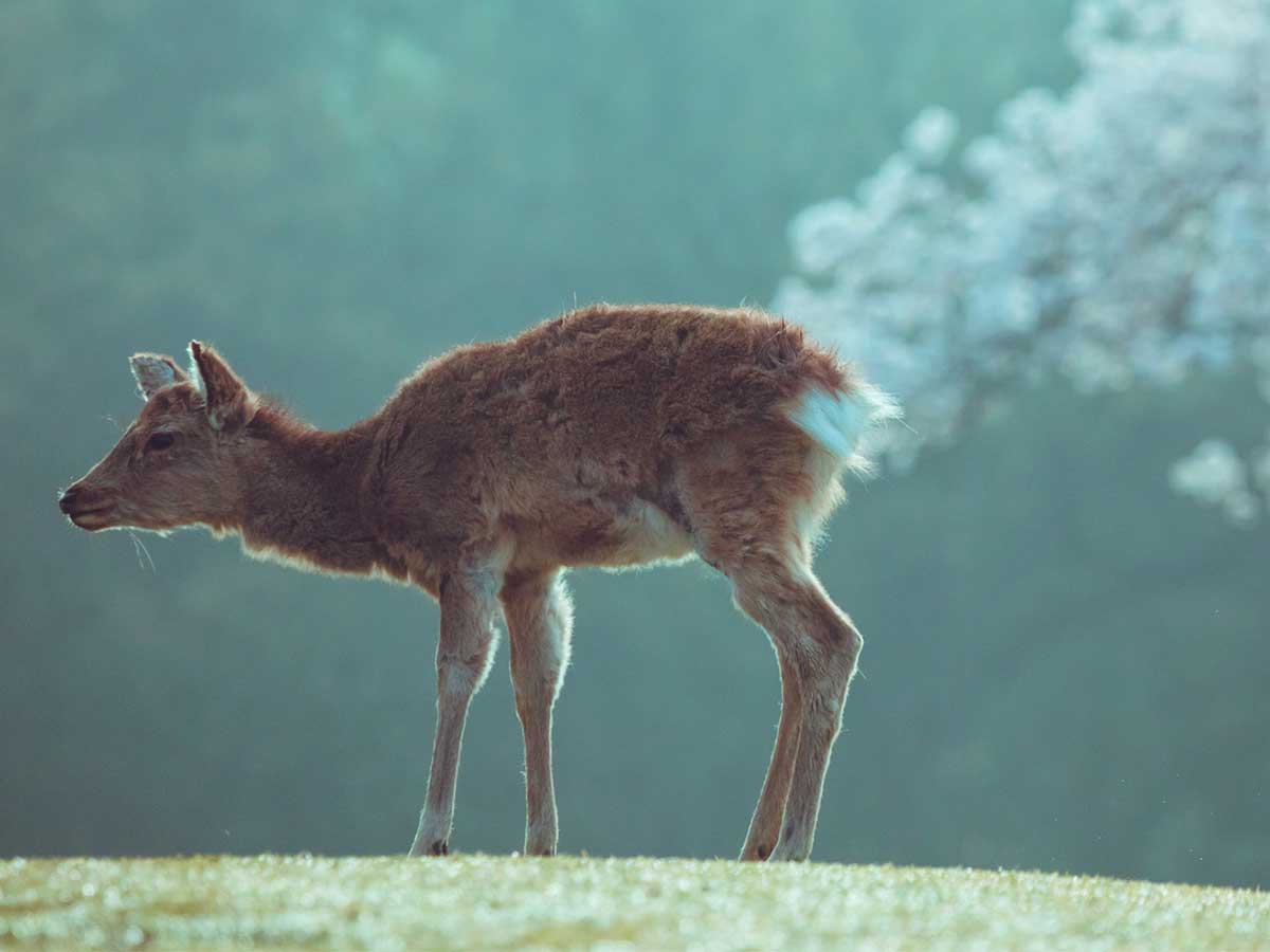 桜とシカの美しい写真のはずが 吹き出す人が続出した理由がこちら 21年3月31日 エキサイトニュース