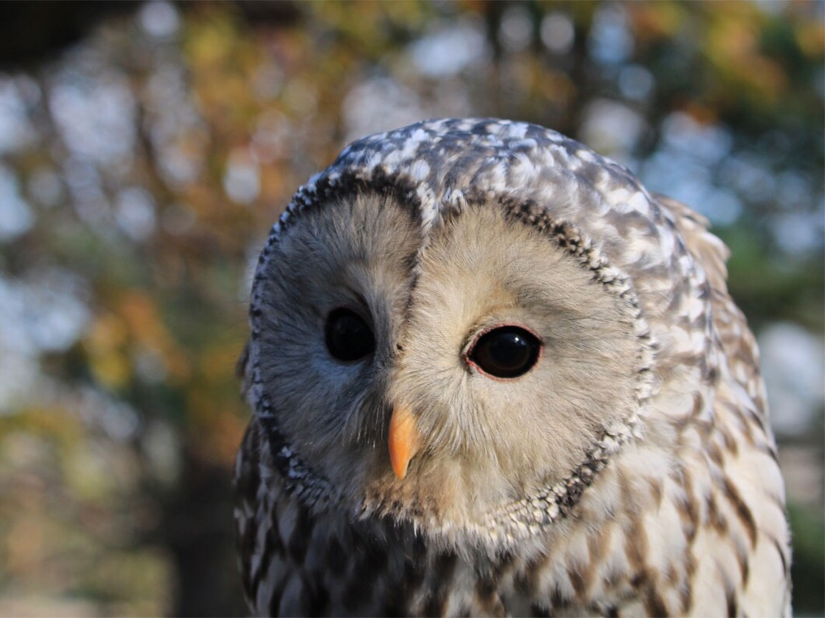 水を飲むフクロウの表情に １０万人がイイネ すごい幸せそう 笑った 21年4月13日 エキサイトニュース