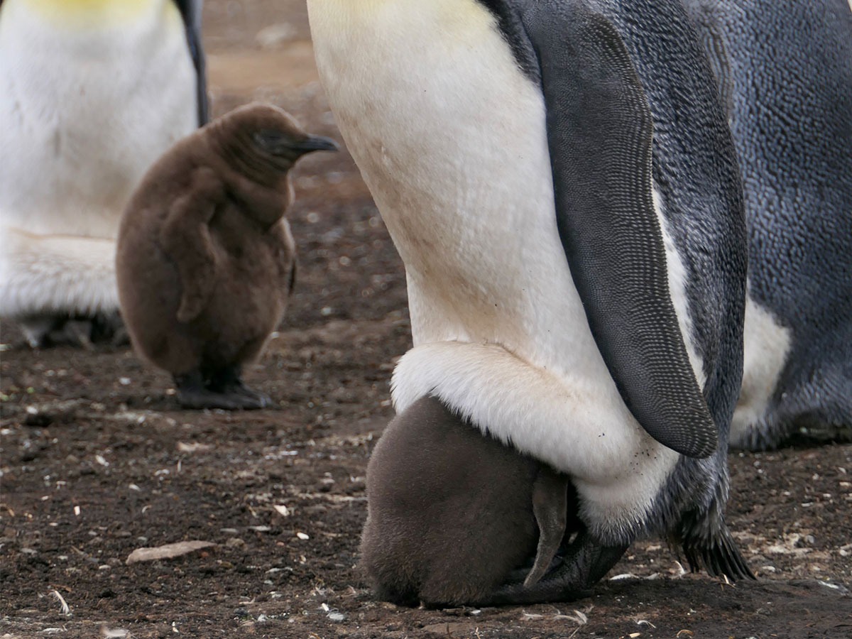 赤ちゃんペンギンの衝撃的な寝相 と飼育員が撮影した動画が 本当に衝撃 21年4月17日 エキサイトニュース