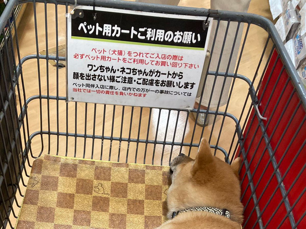 飼い主 くつろぎすぎな 柴犬の子犬の反応に なんともいえない心境 21年4月26日 エキサイトニュース