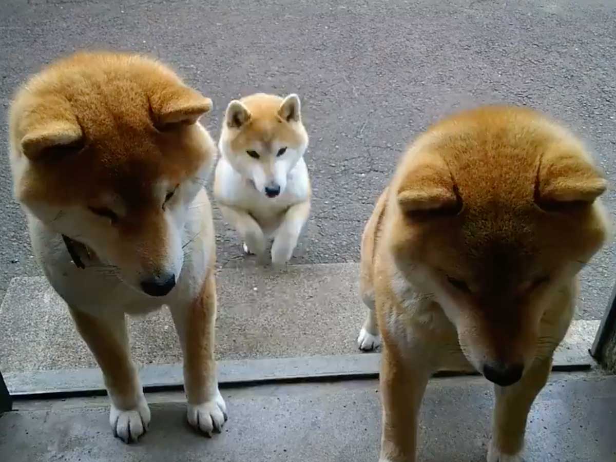 飼い主が持つキャベツに反応 柴犬たちの行動が 可愛すぎる と話題に 21年5月10日 エキサイトニュース