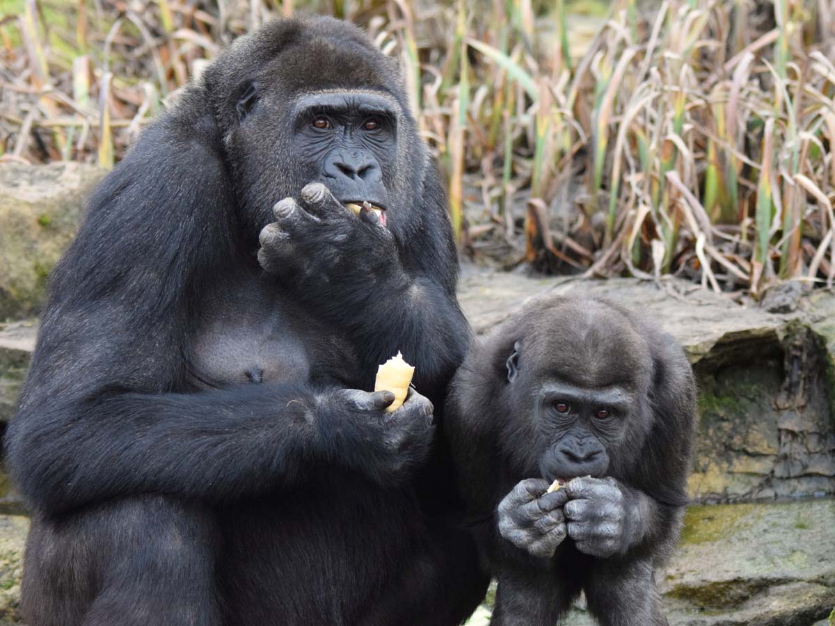 クライマックスセール再値下げ 子供を背負う母ゴリラ Female Gorilla With Babyfrp 耐水 軽い 強い 屋外用塗装 ガーデンファニチャー 置物 インテリア オブジェ 送料無料 選べるサイズ展開 Health Plus Org Il